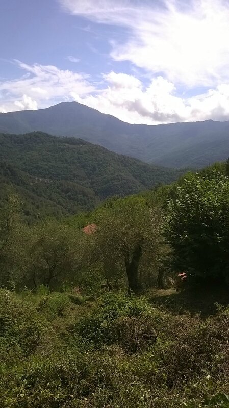 terreno con alberi di ulivo