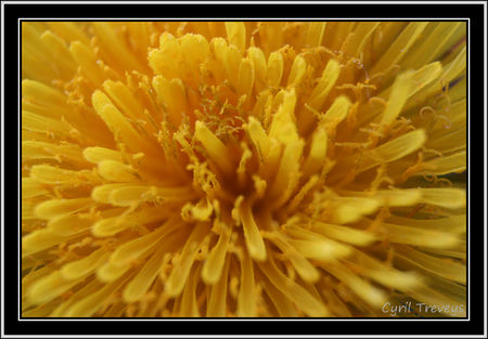 2010_05_18_Le_coeur_d_une_fleur_de_pissenlit