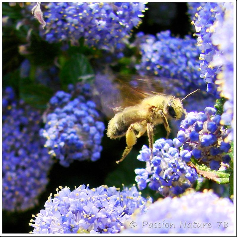 Les abeilles (3)