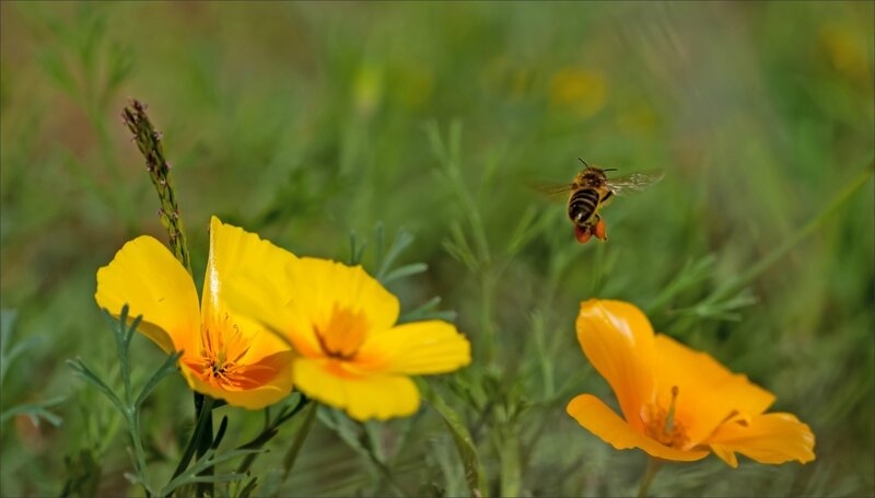 mur abeille vol 180815 4