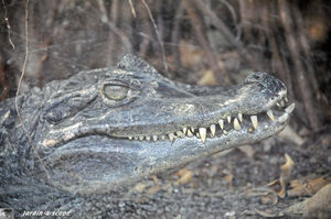 Crocodile