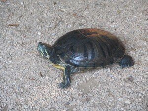 Tortue_de_Floride