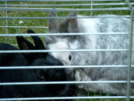 lapins_14