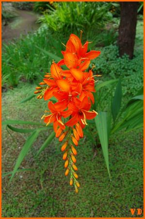 Jardin_Delaselle_16
