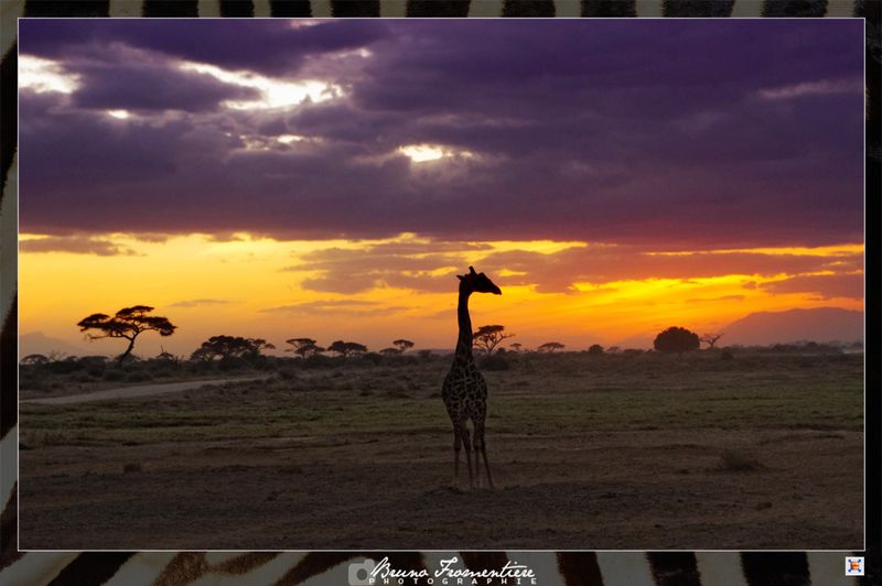 Safari_spirit_F