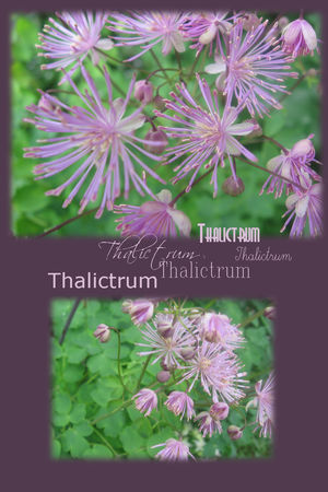 thalictrum___1