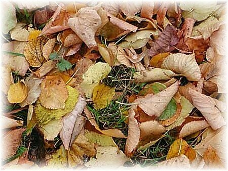feuilles