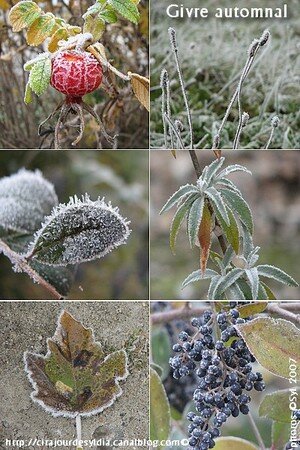 givre_nov_2007
