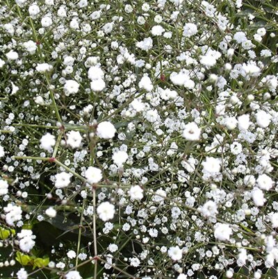 Gypsophile existe en blanc idéal pour accompagner vos fleurs
