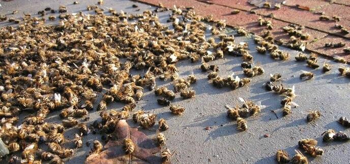 i_abeilles-mortes