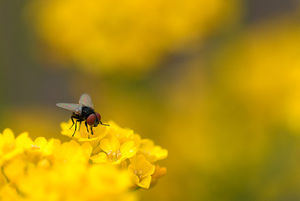 DSC_0045dipt