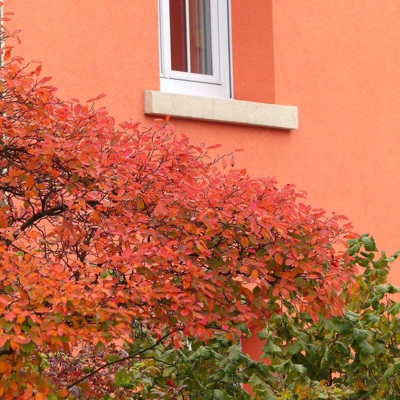 aa couleur automne2