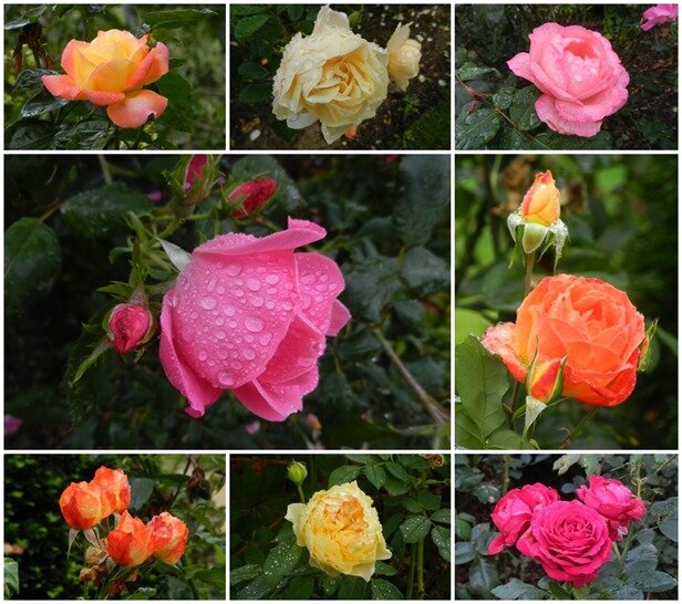 fleurs