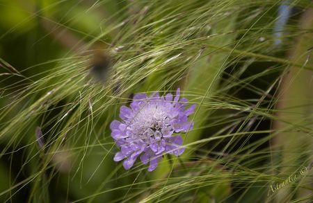scabiosa_pink_cushion