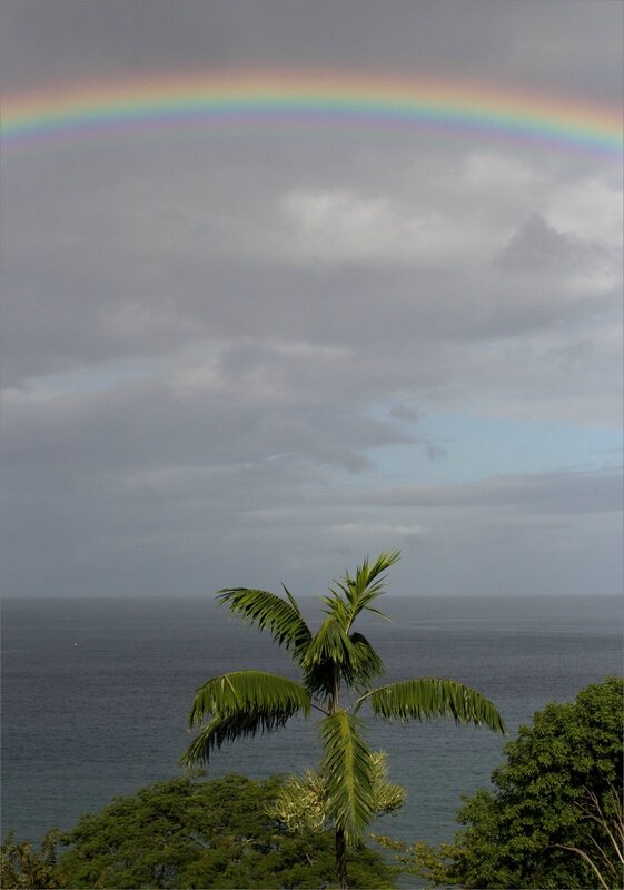 Martinique J7 600 101217 21 arc en ciel palmier