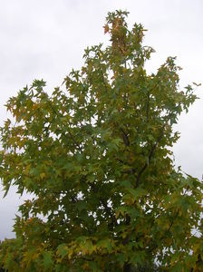 LIQUIDAMBAR_08