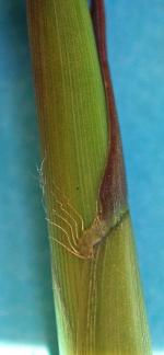 photo 57- Oreillettes ciliees de gaine de turion chez B multiplex gr Elegans