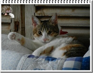Gavotte