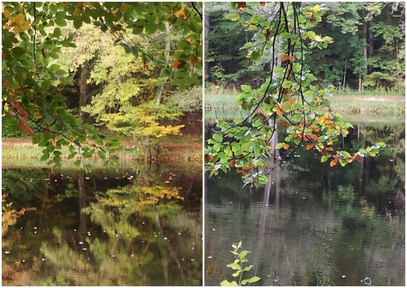 Forêt 1