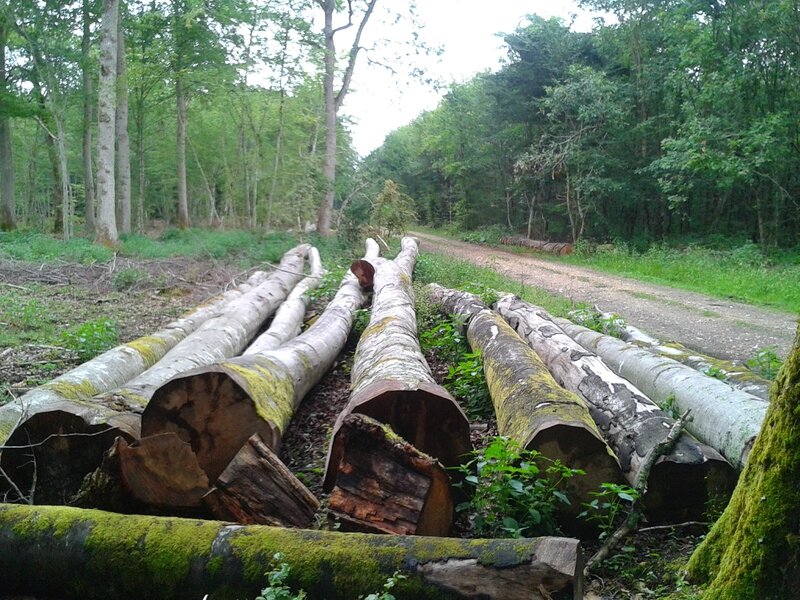 Forêt de Fontainebleau