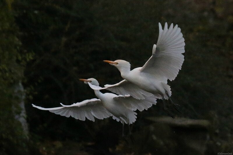 2herons