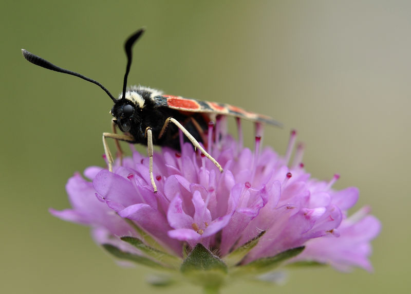 _DSC0596_Zyg_ne_fausta_armeria_alpina