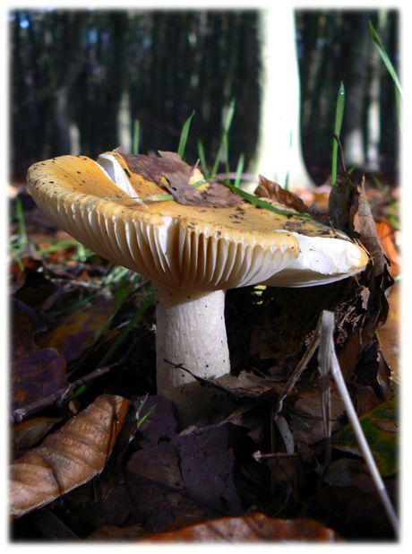 champignon