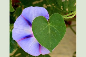 coeur_volubilis_280999