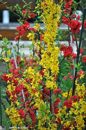 La taille des arbustes d'ornement - Le JardinOscope coté pratique, les bons  gestes à faire au jardin