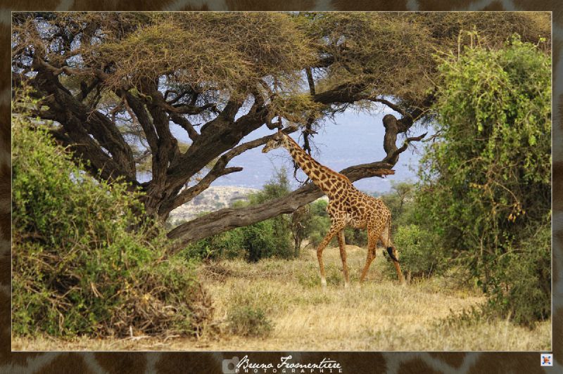Girafe 1b