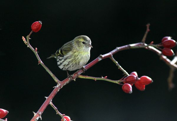 Le Chardonneret jaune - algchardo.blogspot.com