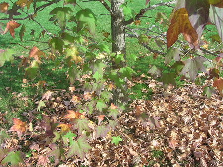 LIQUIDAMBAR_17