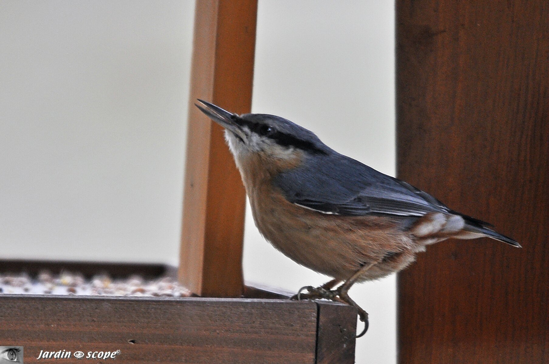 Oiseau Grimpeur Voisin Du Pic 6 Lettres