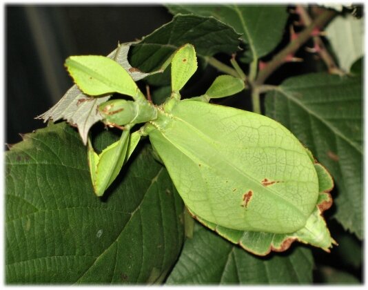 phasmefeuille (2)