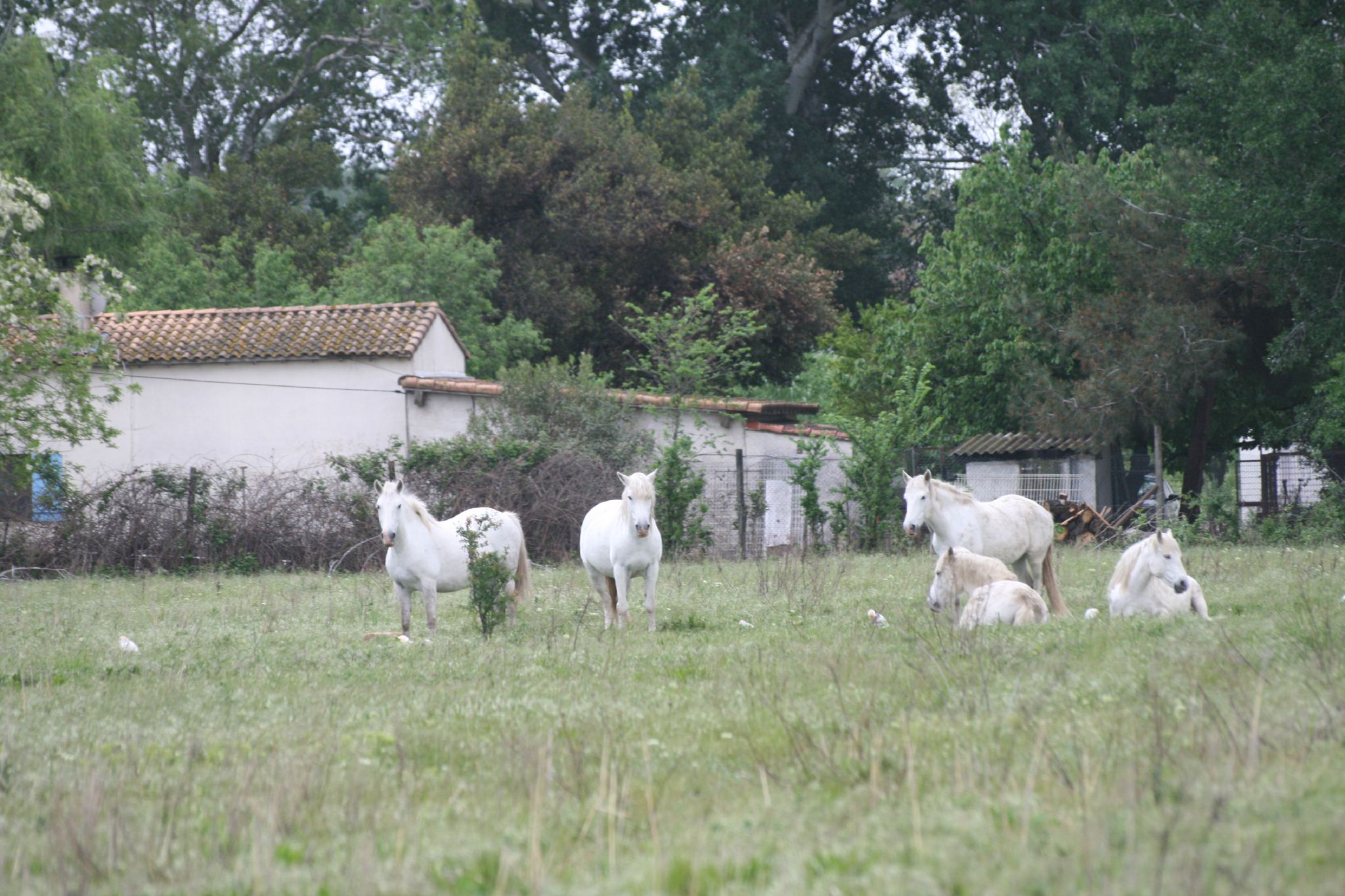 Chevaux De Camargue