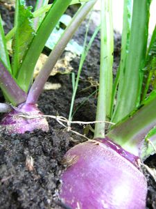 jardin_champ_23juillet_06_047