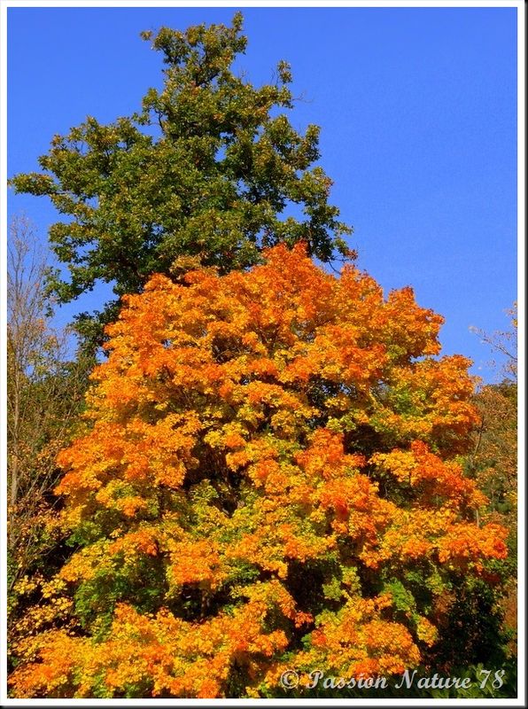 La forêt aux couleurs d'automne (6)