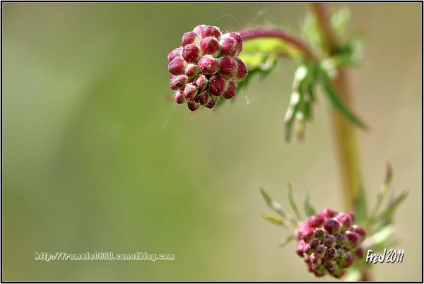 IMG_6331-signée