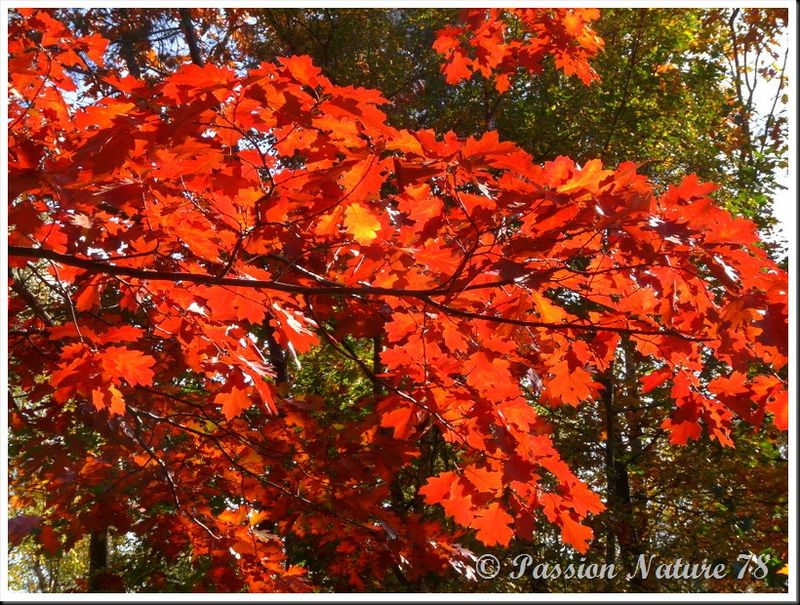 La forêt aux couleurs d'automne (27)