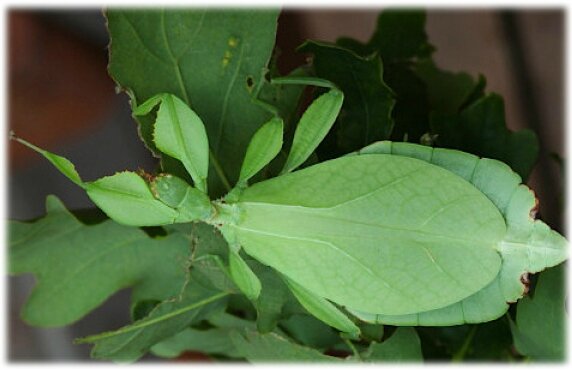 phasmefeuille (7)