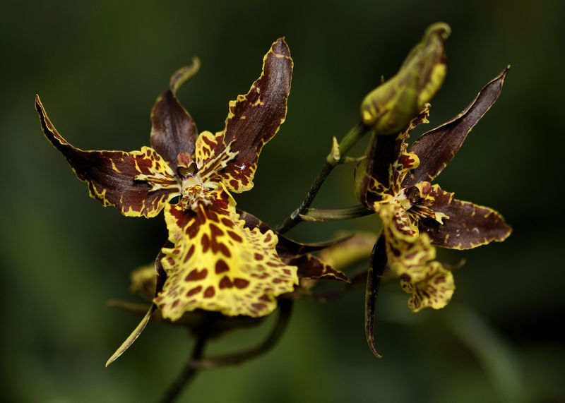 _DSC0118_Aliceara