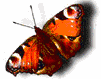PAPILLON