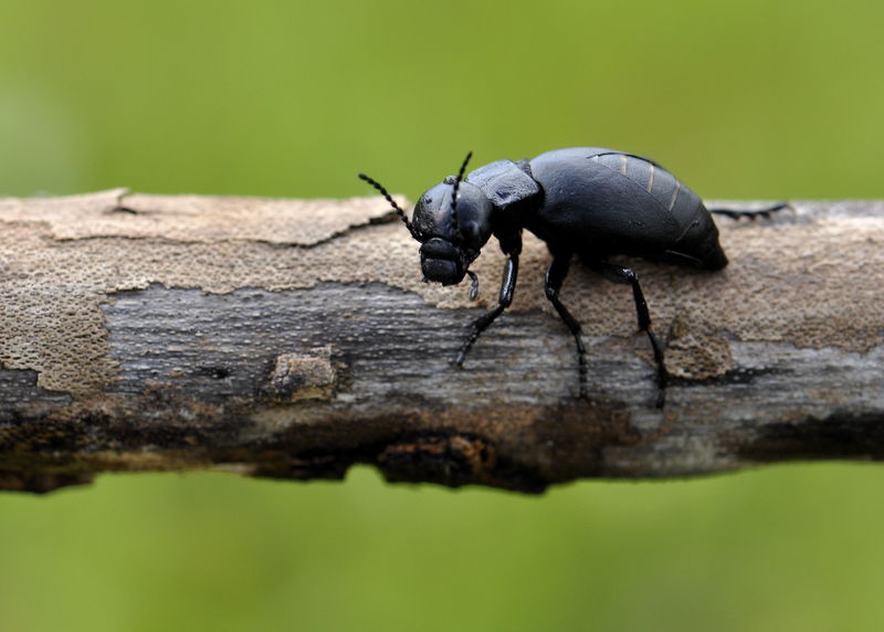 _DSC0125_insecte