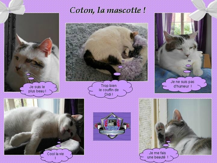 coton la mascotte