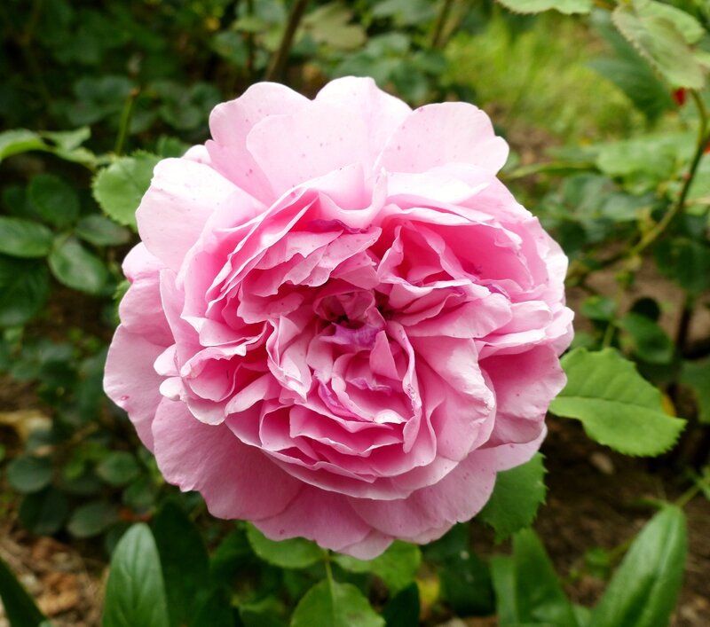 alexandra of kent (7)