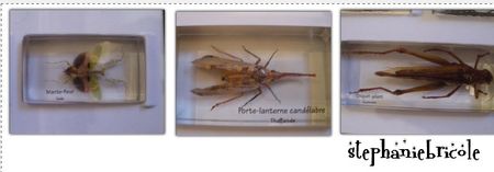 insecte_collection