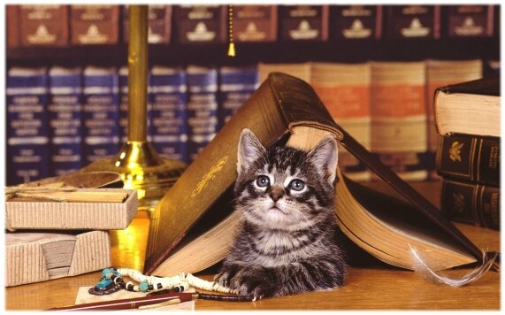 rentreeanimaux (4)