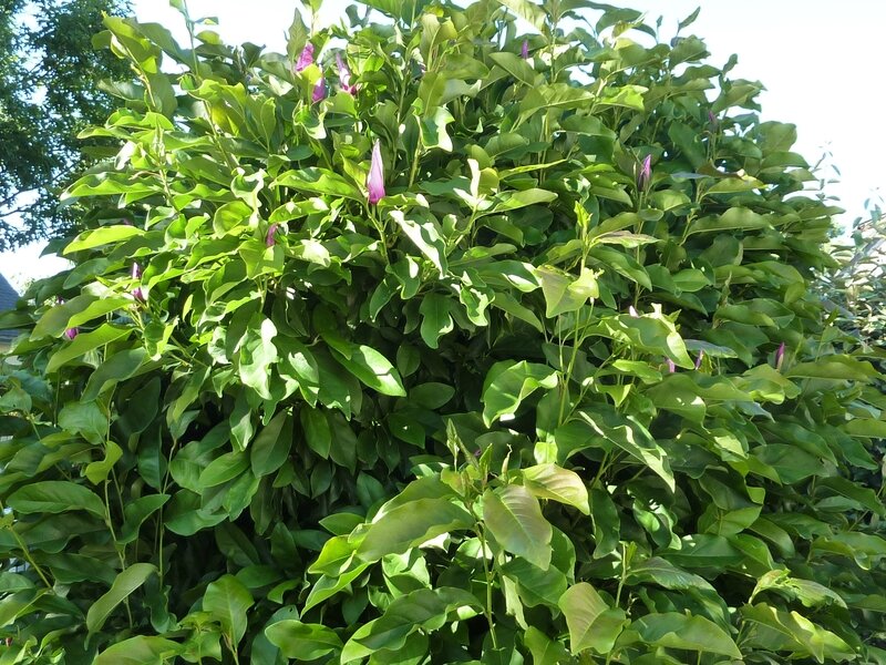 P1180459