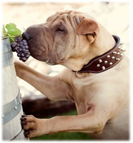 raisin (4)