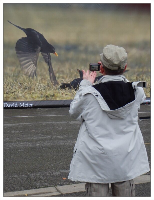 Montier photographe 5 merles